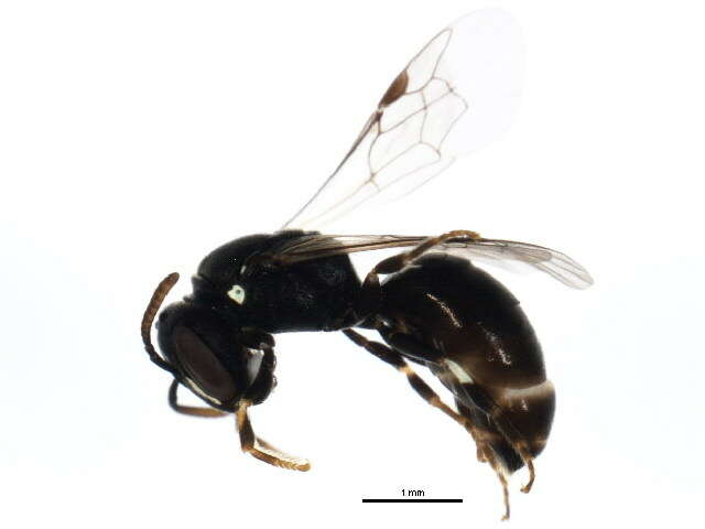 Image of <i>Hylaeus mesillae cressoni</i>