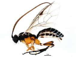 Image of Campodorus celator