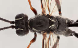 صورة Mesostenus transfuga Gravenhorst 1829