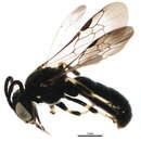 Image of Pseudopanurgus rudbeckiae (Robertson 1895)