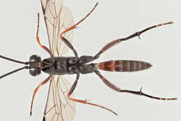 صورة Mesostenus transfuga Gravenhorst 1829