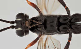 صورة Mesostenus transfuga Gravenhorst 1829