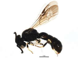 Image of Pseudopanurgus andrenoides (Smith 1853)