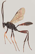 صورة Mesostenus transfuga Gravenhorst 1829