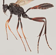 صورة Mesostenus transfuga Gravenhorst 1829