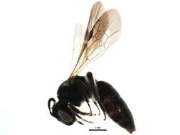 Image of Pseudopanurgus solidaginis (Robertson 1893)