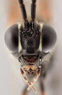 صورة Mesostenus transfuga Gravenhorst 1829