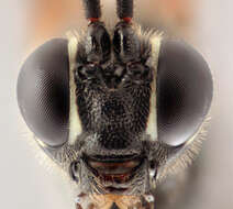 صورة Mesostenus transfuga Gravenhorst 1829