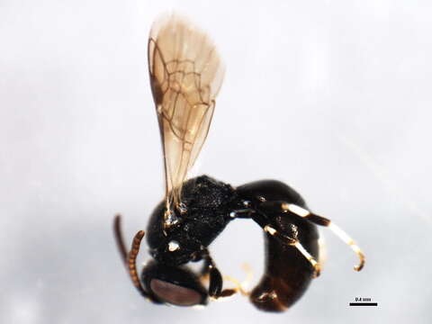 Image of <i>Hylaeus mesillae cressoni</i>