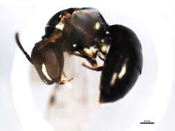 Image of Hylaeus mesillae (Cockerell 1896)