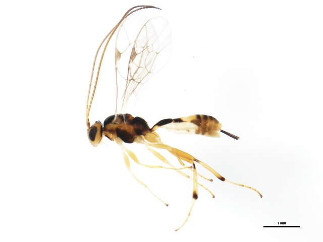 Image of Mesochorus americanus Cresson 1872