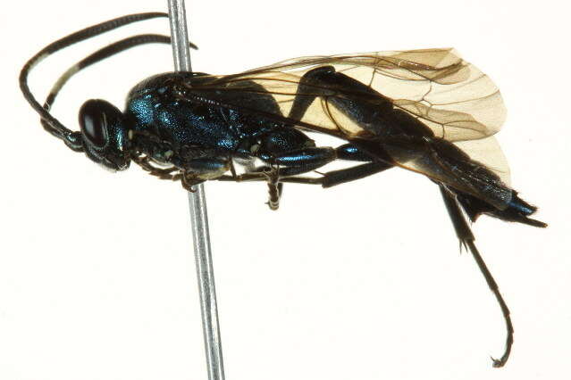 Image of Coelichneumon eximius (Stephens 1835)