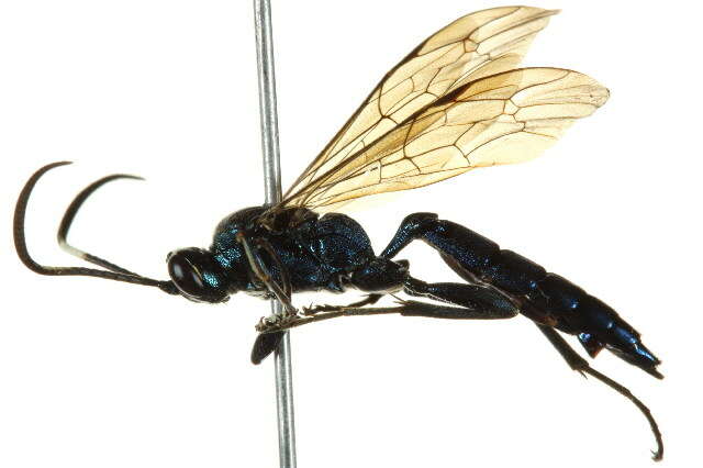 Image of Coelichneumon eximius (Stephens 1835)