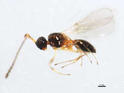 Image of Diapriinae