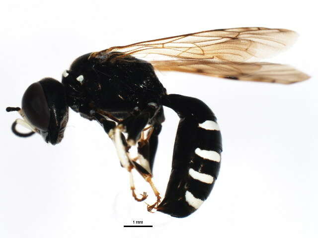 Image of Crossocerus maculipennis (F. Smith 1856)