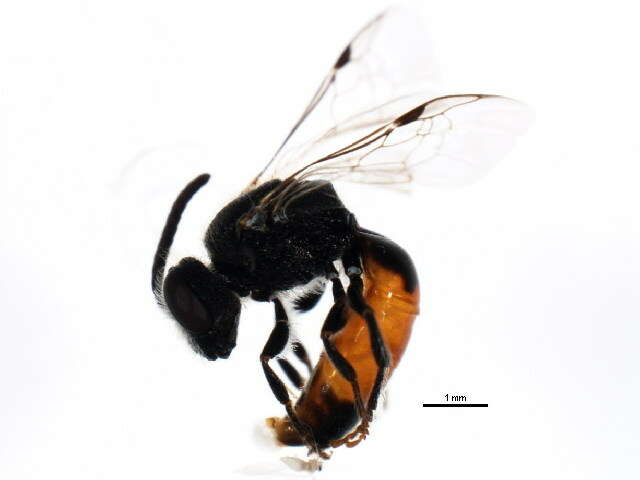 Image of Sphecodes confertus Say 1837