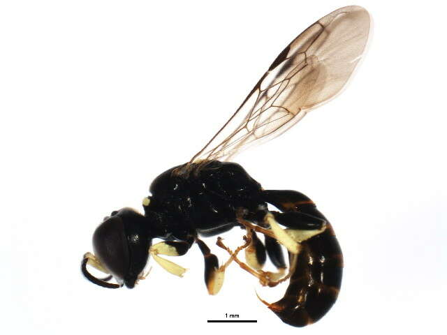 Image of Crossocerus impressifrons (F. Smith 1856)