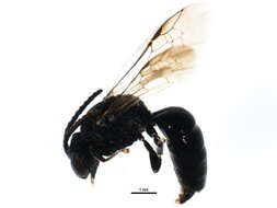 Image of Sphecodes heraclei Robertson 1897