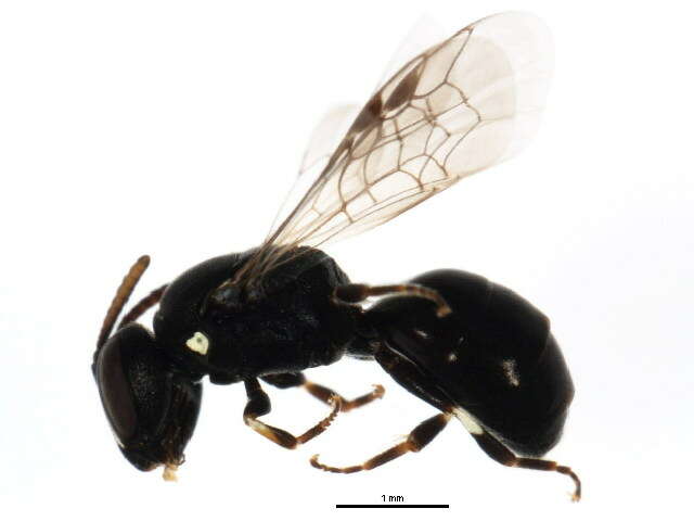 Image of <i>Hylaeus mesillae cressoni</i>