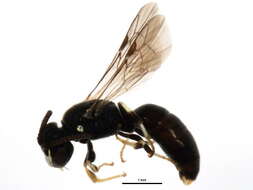 Image of <i>Hylaeus mesillae cressoni</i>