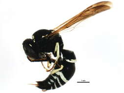 Image of Catskill Potter Wasp