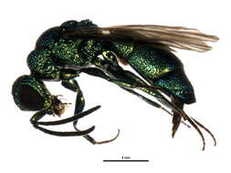 Image of <i>Pseudomalus auratus</i>