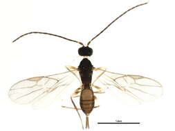 Image of Parahormius