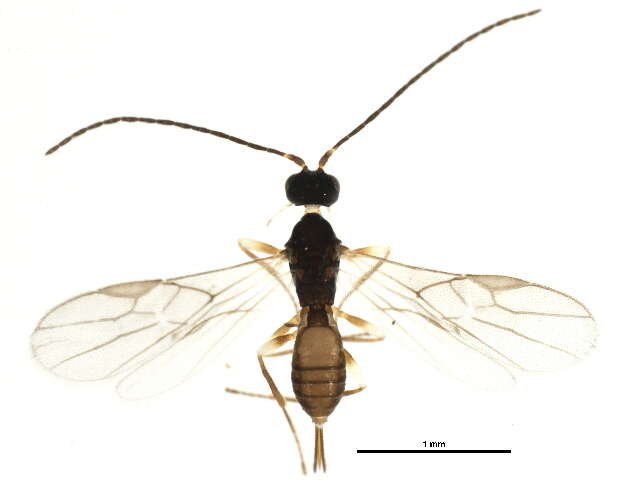 Image of Parahormius