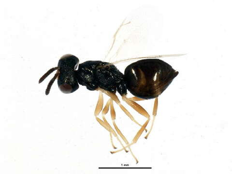 Image of Aphytis