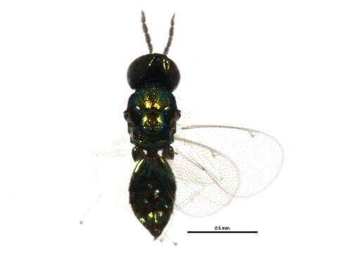 Image of Achrysocharoides cilla (Walker 1839)