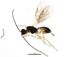 Image of Hormiinae