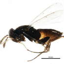 Image of Parasitoid wasp