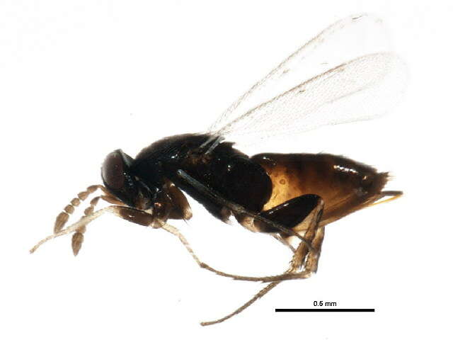 Image of Parasitoid wasp