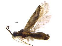 Image of Phytocoris sulcatus Knight 1920