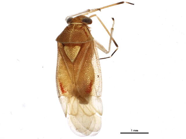 Image of Tropidosteptes amoenus Reuter 1909