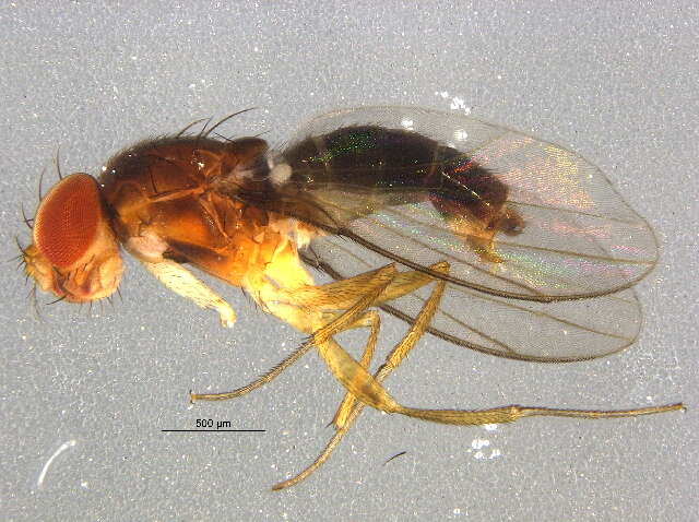 Image of Chymomyza