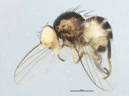 Image of Liriomyza asclepiadis Spencer 1969