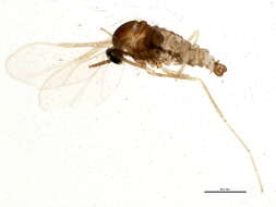 Image of Asteromyia laeviana (Felt 1907)