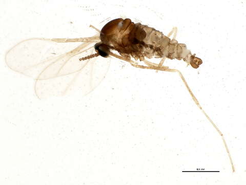 Image of Asteromyia laeviana (Felt 1907)