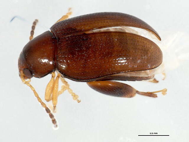 Image of Leaf beetle