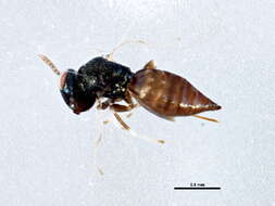 Image of <i>Lyrcus perdubius</i>