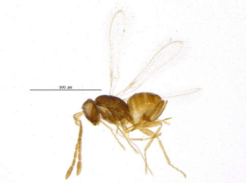 Image of Anaphes listronoti Huber 1997