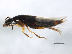 Image of Philonthus monaeses Smetana 1995