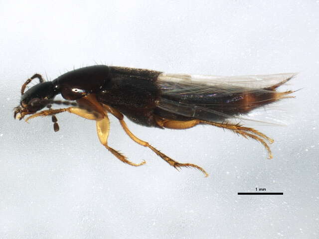 Image of Philonthus monaeses Smetana 1995