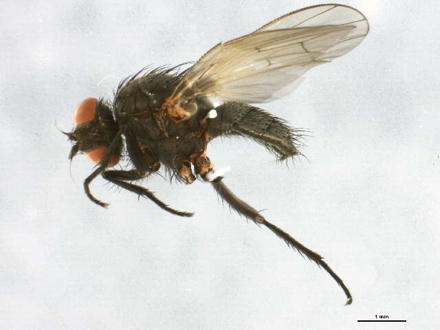 Image of Anthomyia mimetica (Malloch 1918)