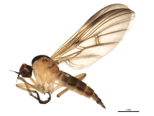 Image of Rhamphomyia