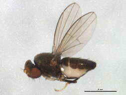 Image of Discocerina obscurella (Fallen 1813)