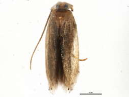 Image of Nepticulina