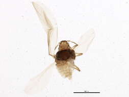 Image of Phylloxeroidea