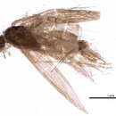 Ochrotrichia eliaga (Ross 1941) resmi